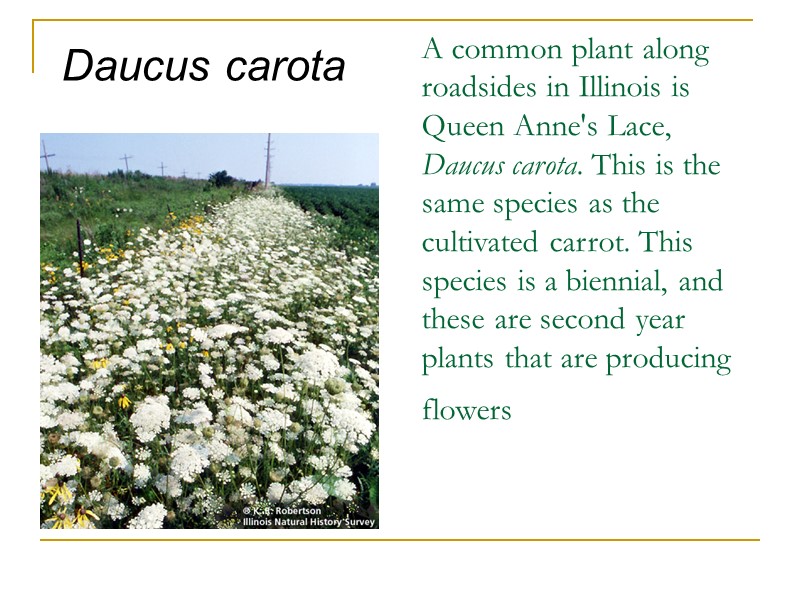 A common plant along roadsides in Illinois is Queen Anne's Lace, Daucus carota. This